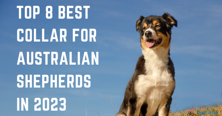 best collar for australian shepherd