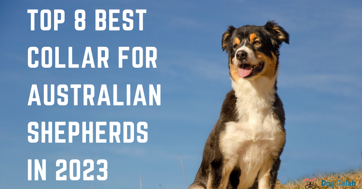 best collar for australian shepherd