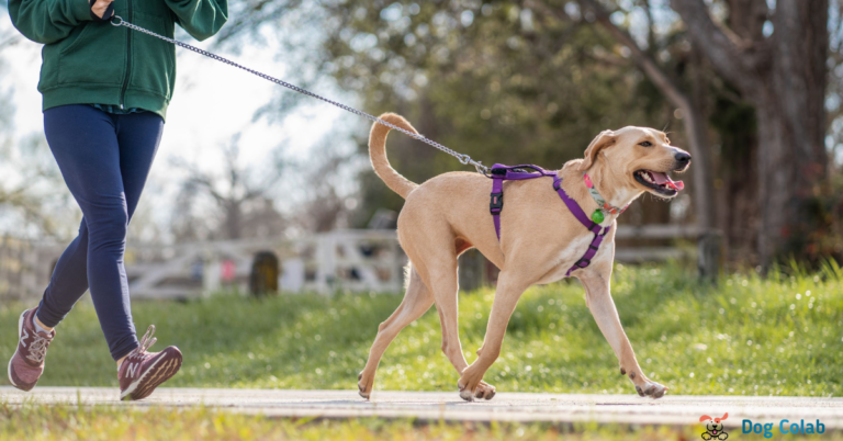 best collar for large dogs that pull