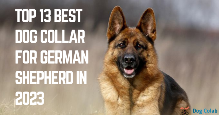 best dog collar for german shepherd