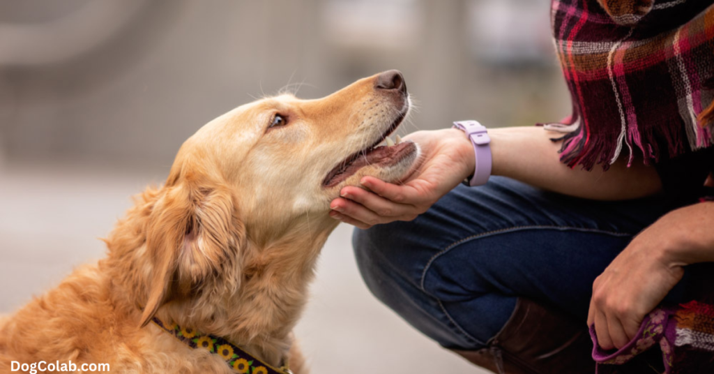 why do dogs lick you in the morning