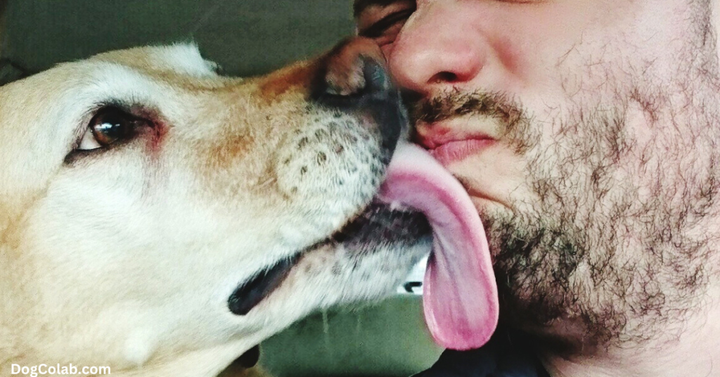 why do dogs lick you in the morning