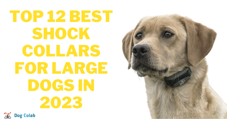 Best Shock Collars For Large Dogs