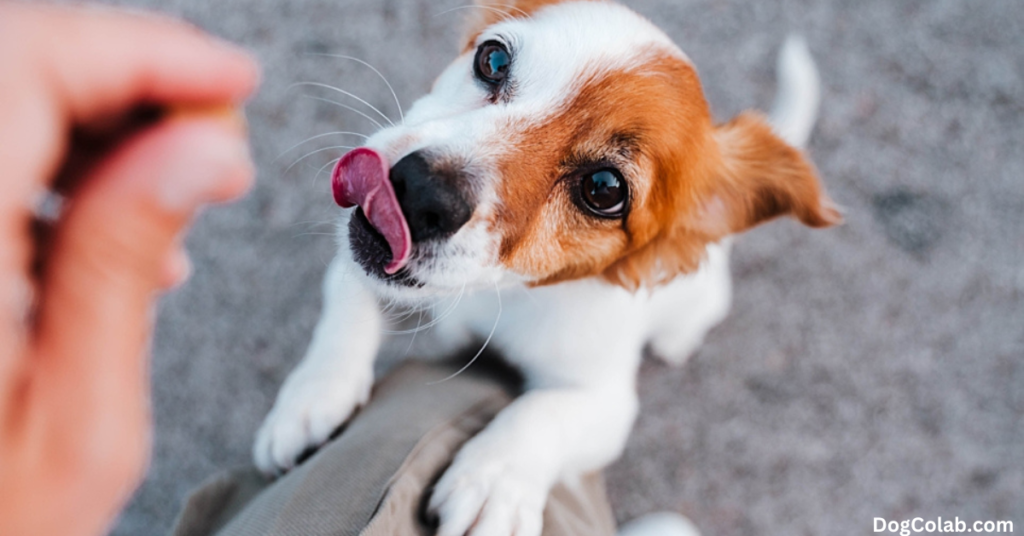 why do dogs lick you in the morning