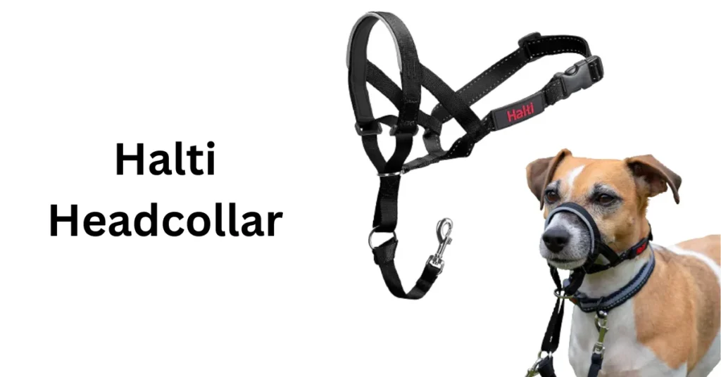 best collar for aggressive dog