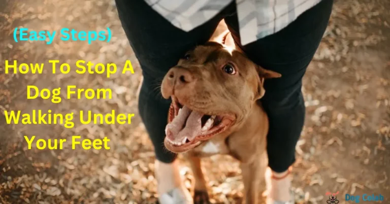 how to stop a dog from walking under your feet