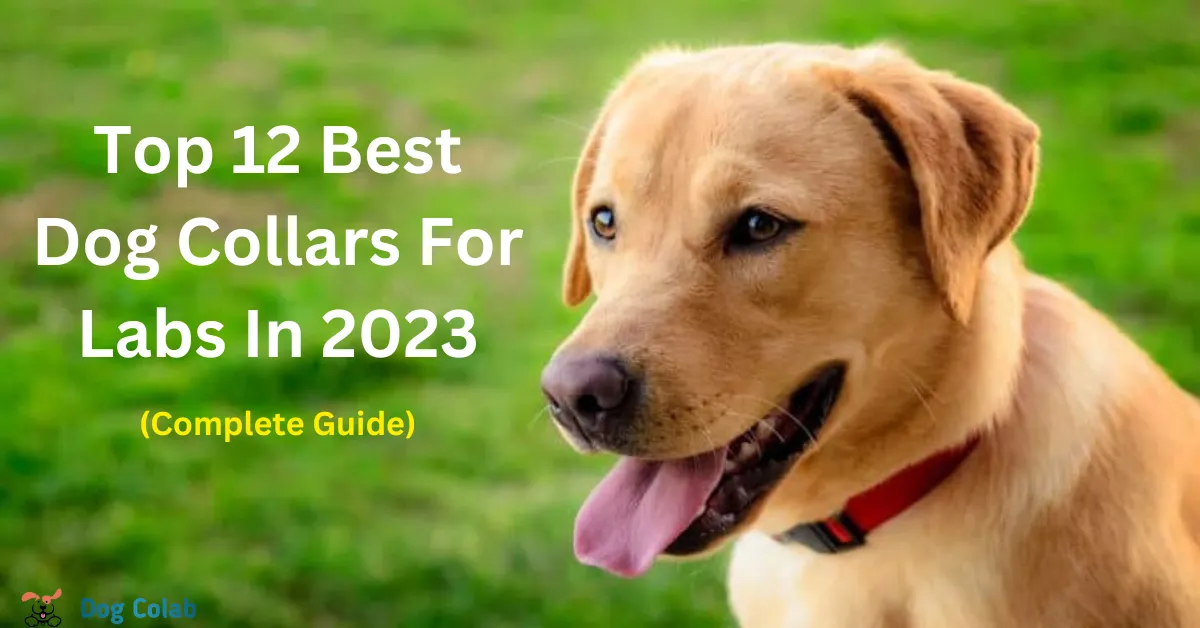 best dog collar for labs