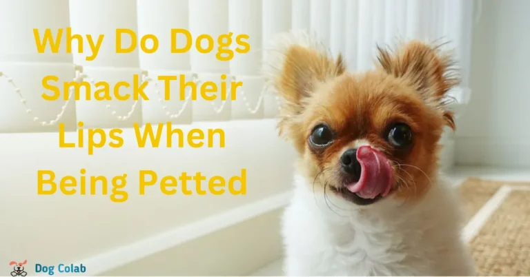 why do dogs smack their lips when being petted