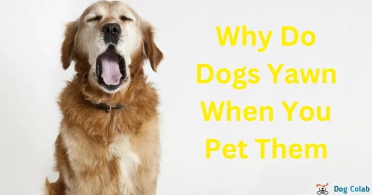 why do dogs yawn when you pet them