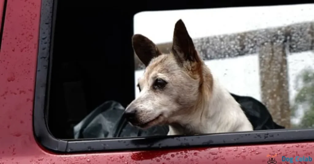 how to stop a dog barking in the car