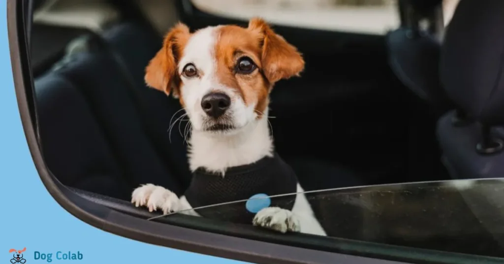 how to stop a dog barking in the car