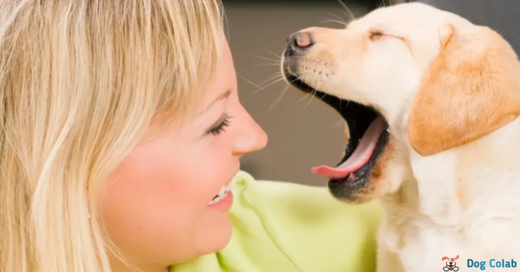 why do dogs yawn when you pet them