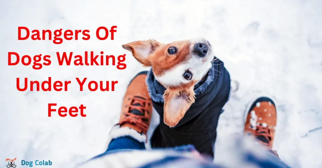 how to stop a dog from walking under your feet