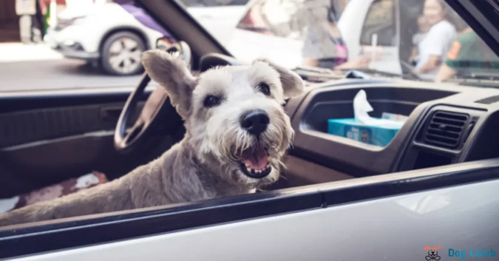 how to stop a dog barking in the car