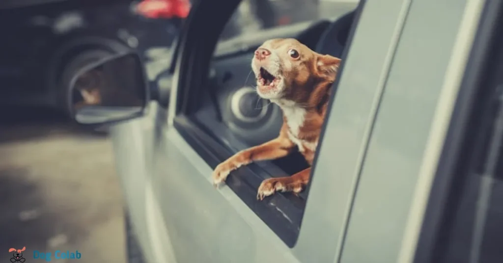 how to stop a dog barking in the car