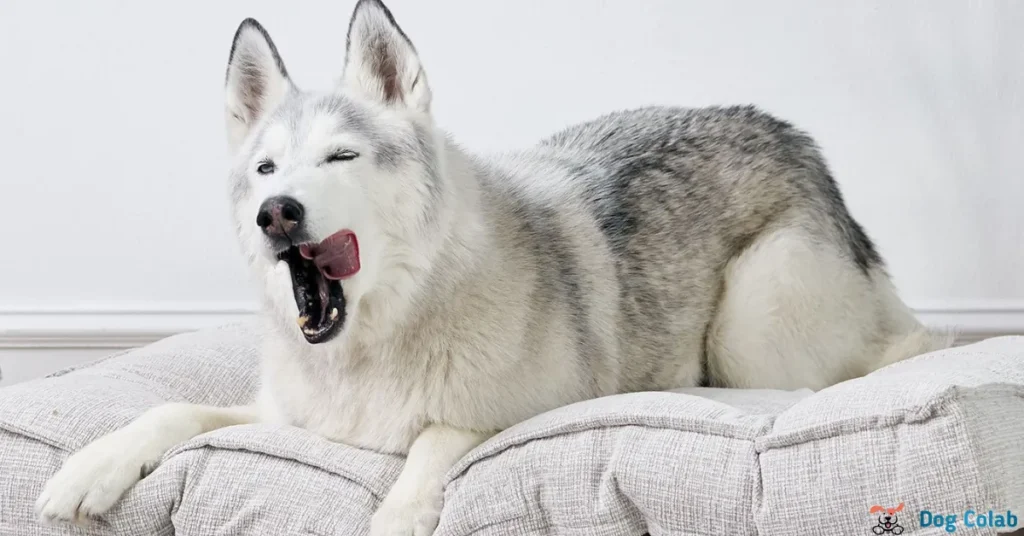 why do dogs yawn when you pet them