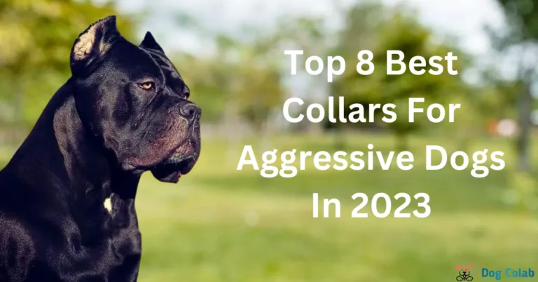 best collar for aggressive dog