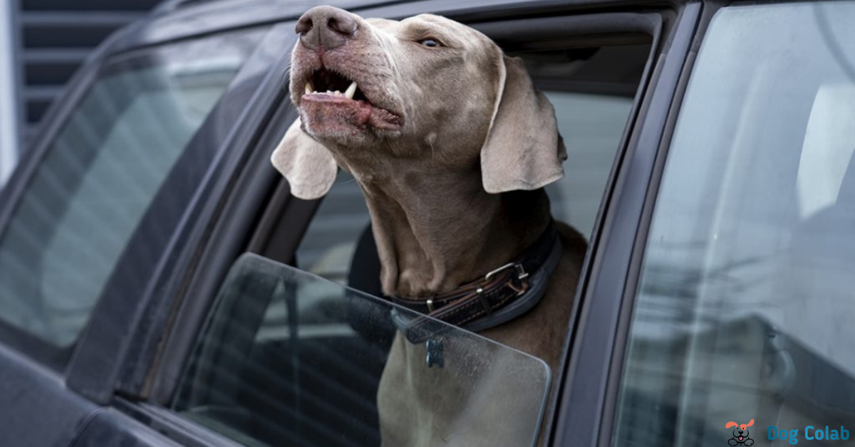 how to stop a dog barking in the car