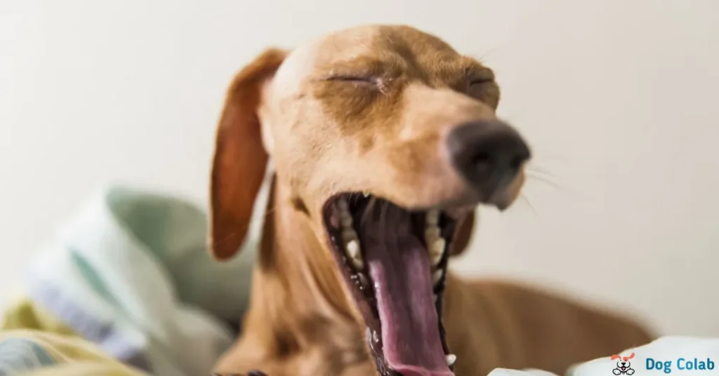 why do dogs yawn when you pet them