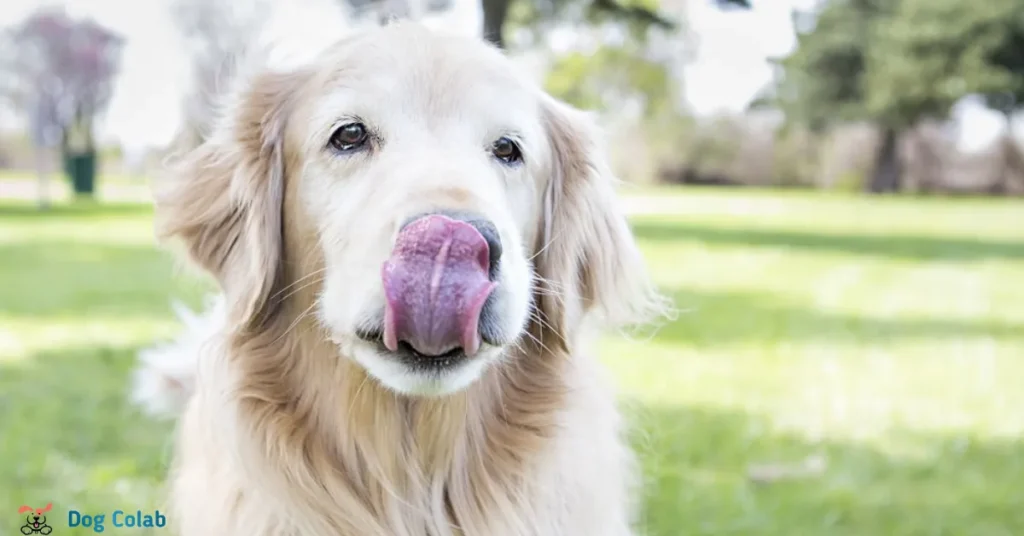 why do dogs smack their lips when being petted