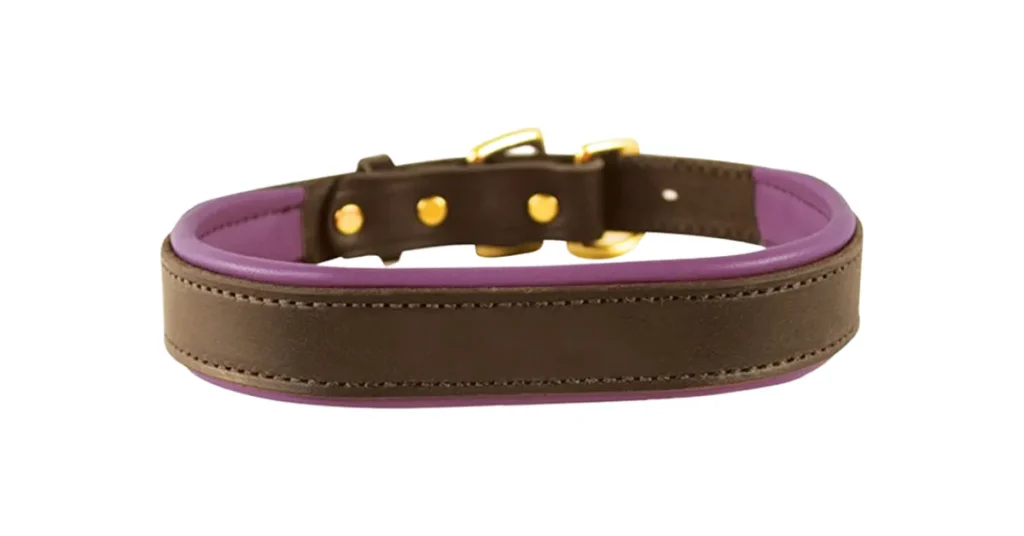 best dog collar for labs