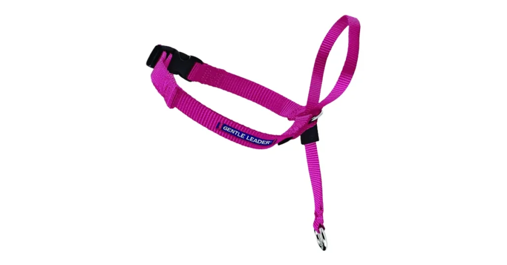 best dog collar for labs