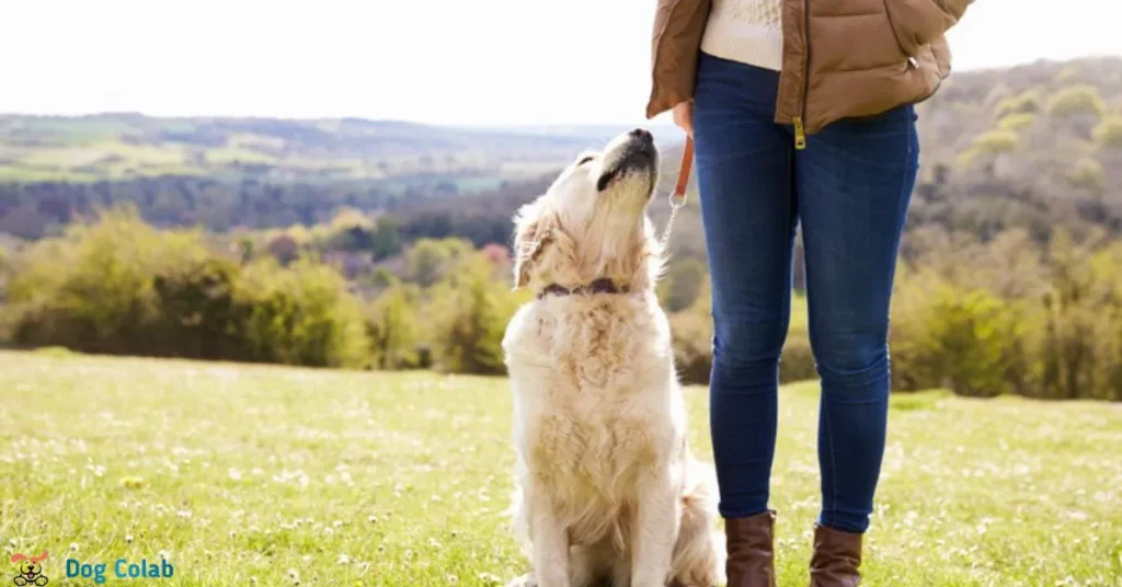 how to stop a dog from walking under your feet