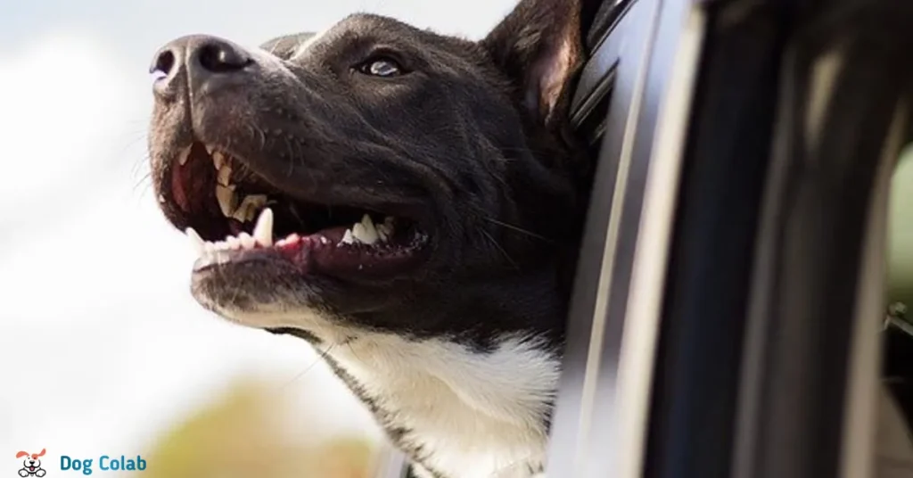 how to stop a dog barking in the car