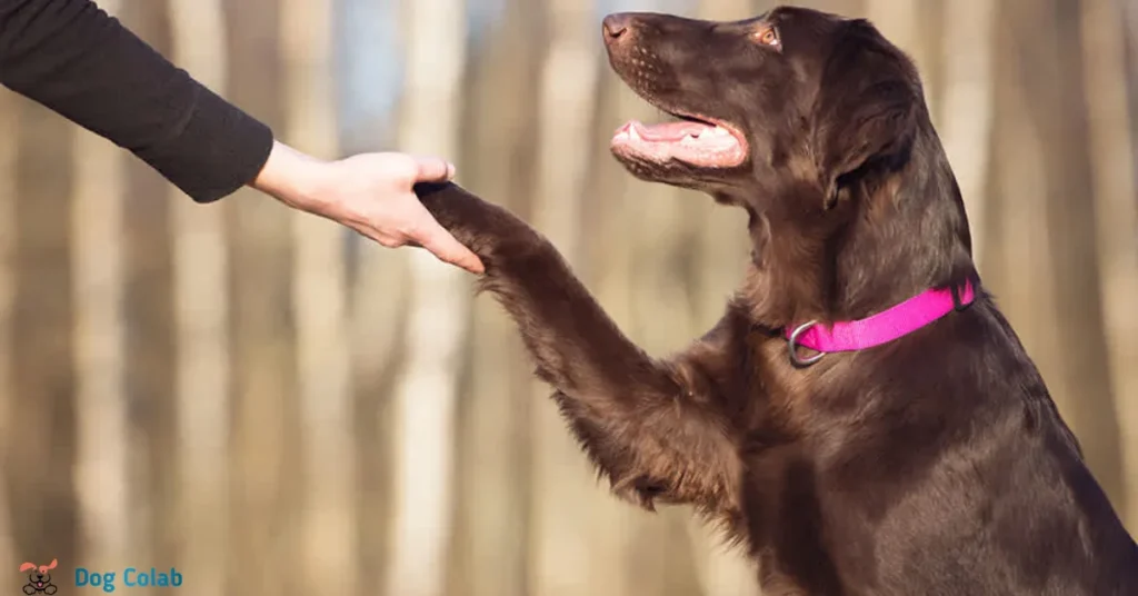 how to stop a dog from walking under your feet