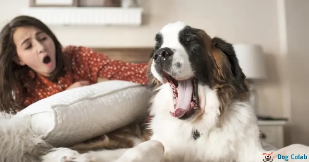 why do dogs yawn when you pet them