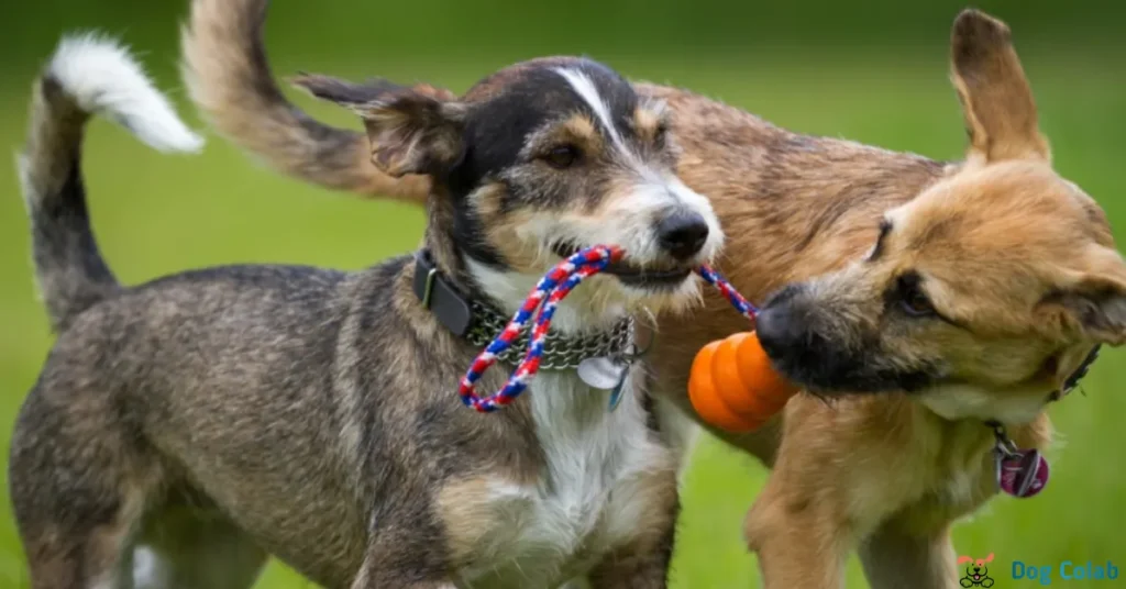 do dogs find other dogs attractive