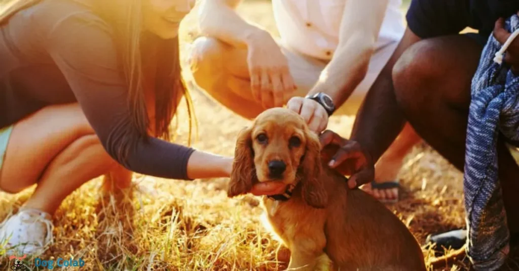 why does my dog bite when excited