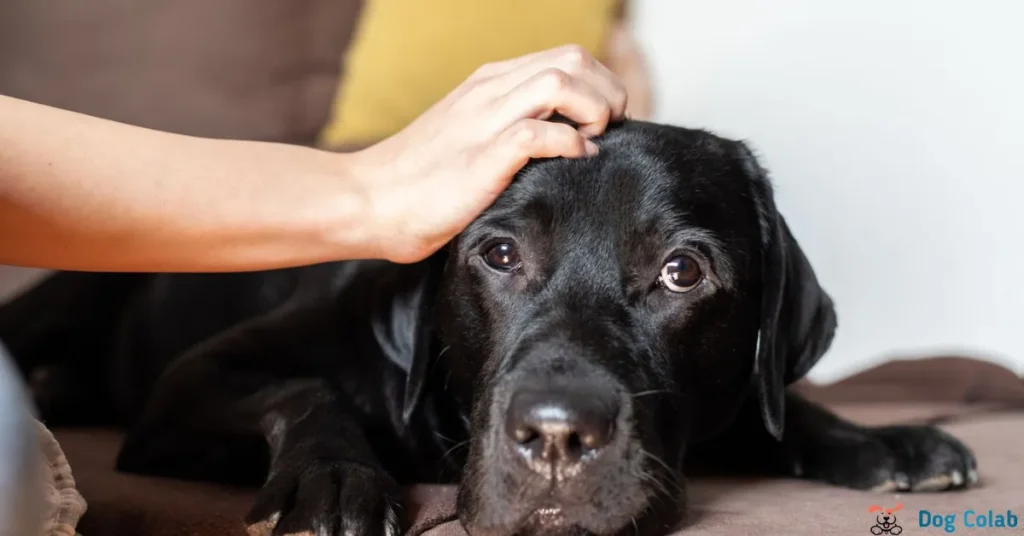 why do dogs like scratches