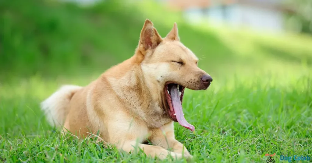 why do dogs yawn when you pet them