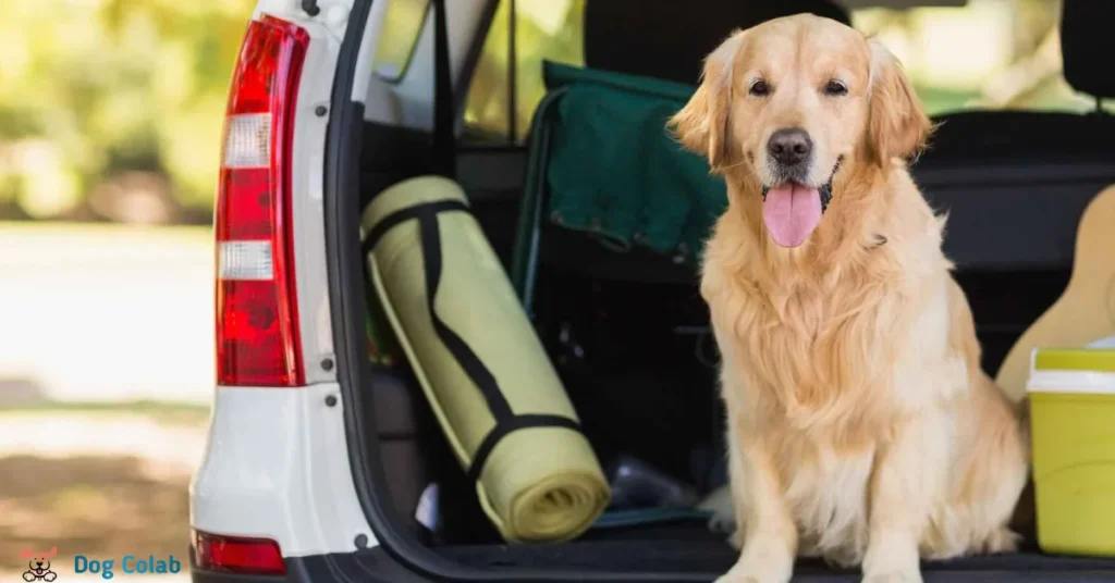 how to stop a dog barking in the car