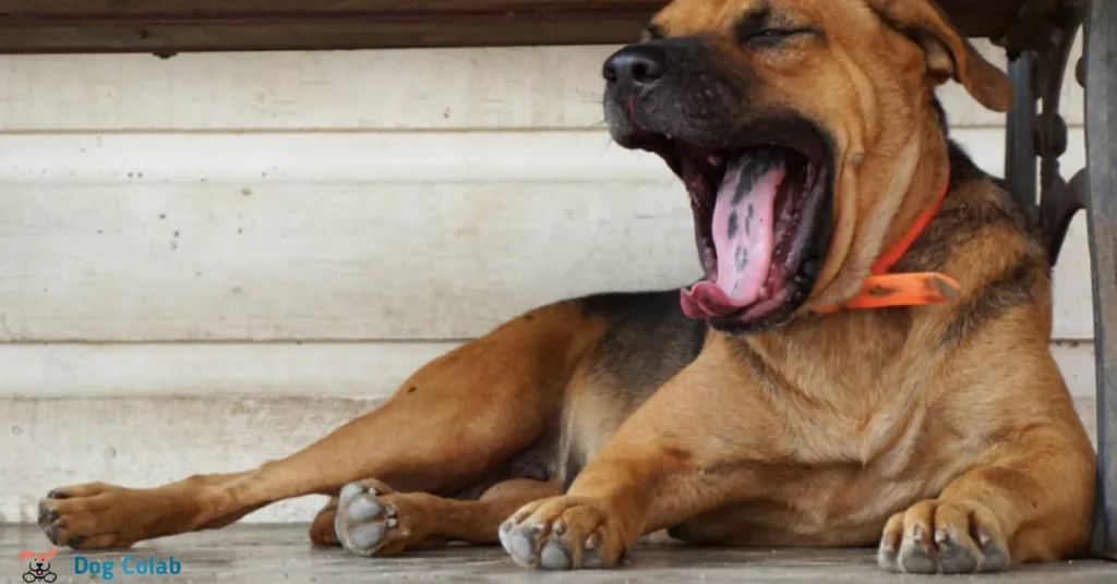 why do dogs yawn when you pet them