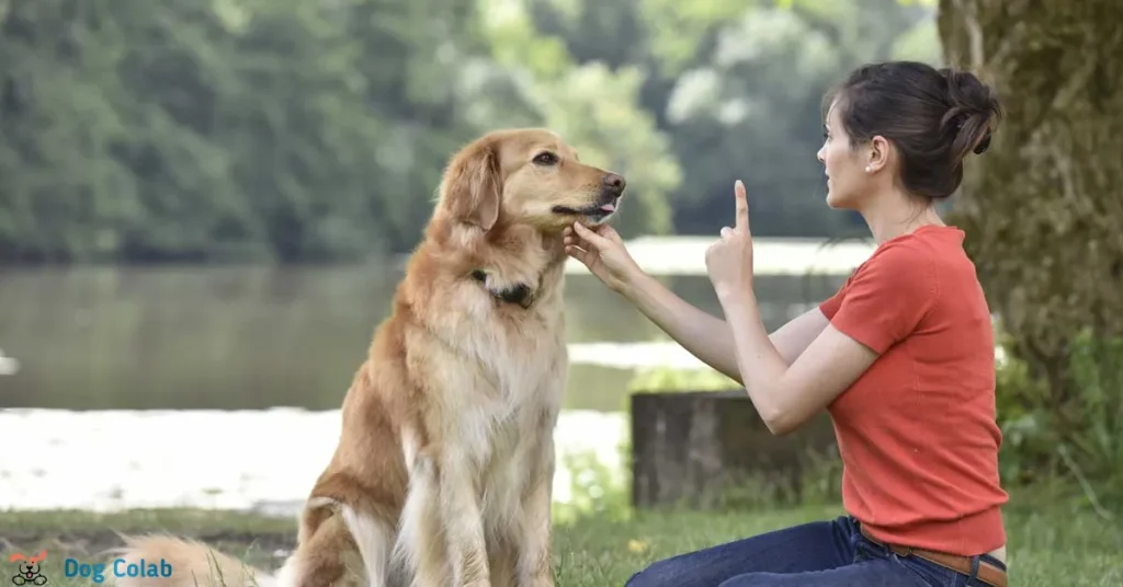 how to stop a dog from walking under your feet