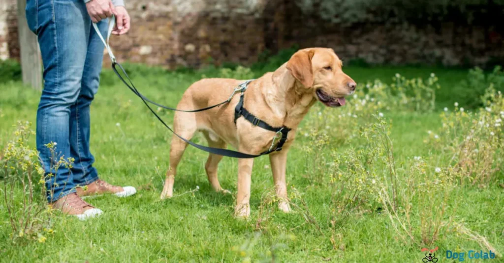 how to stop a dog from walking under your feet