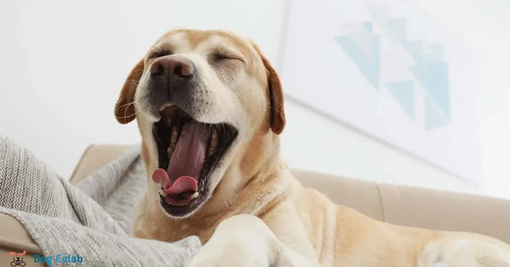 why do dogs yawn when you pet them