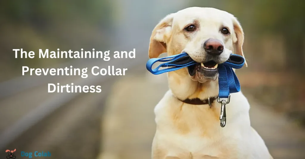 how to clean nylon dog collar
