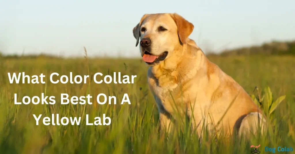 best color collar for yellow lab