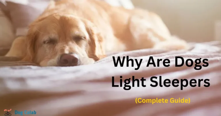 why are dogs light sleepers