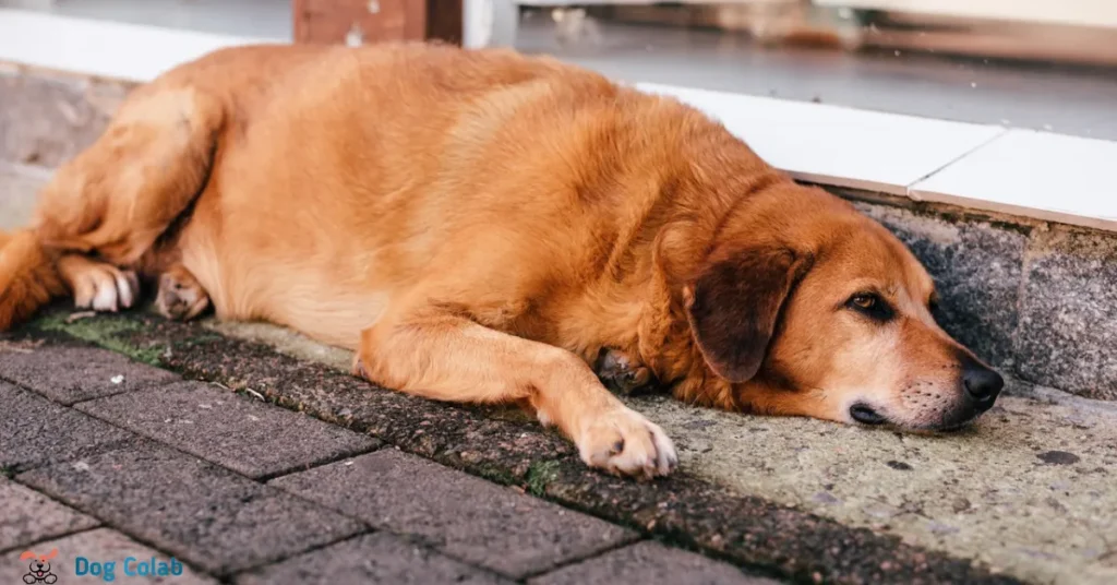 
why are dogs light sleepers
