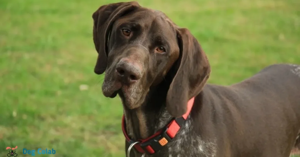 best collar color for brown dog