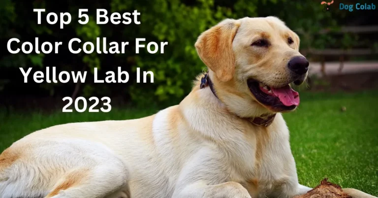 best color collar for yellow Lab