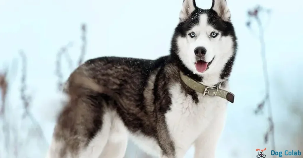 best training collar for huskies
