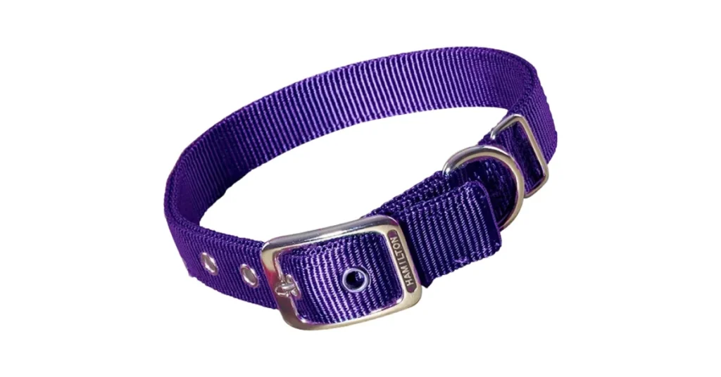 best collar for australian shepherd