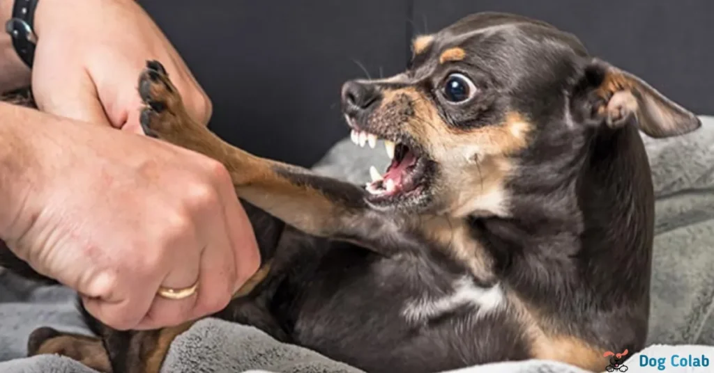 why does my dog try to bite me when i grab his collar
