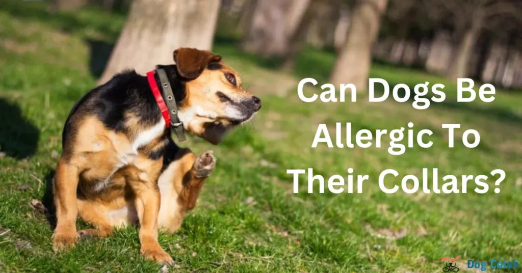 can dogs be allergic to their collars