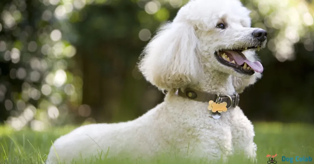 best collar for standard poodle
